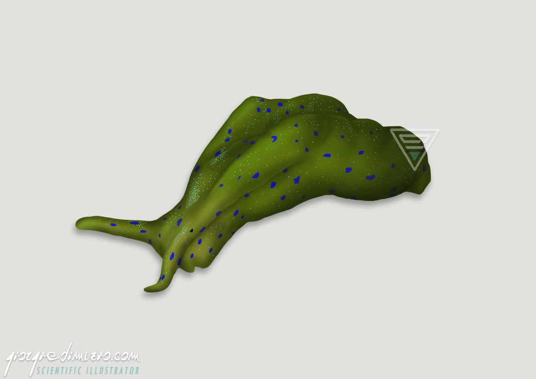portfolio_sea-slugs_nudibranchs_elysia_viridis_scientific_illustration_giorgiadimuzio