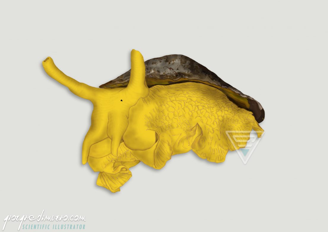 portfolio_sea-slugs_nudibranchs_tylodina_perversa_scientific_illustration_giorgiadimuzio