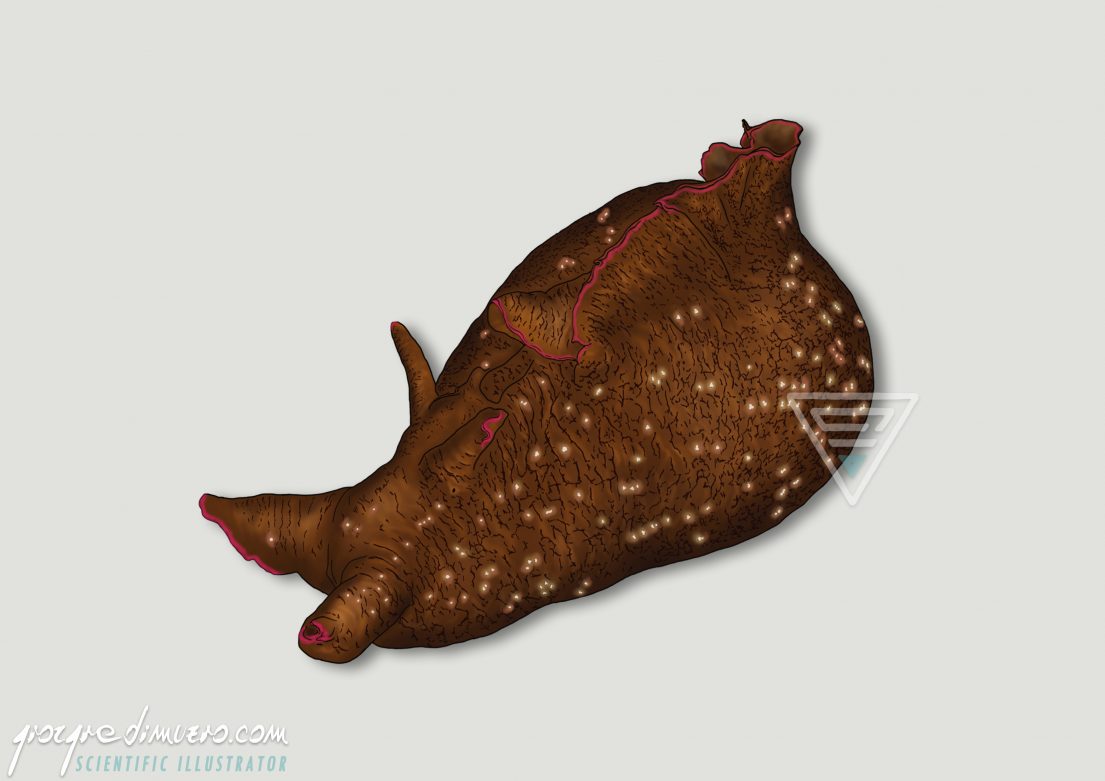portfolio_sea-slugs_nudibranchs_aplysia_fasciata_scientific_illustration_giorgiadimuzio