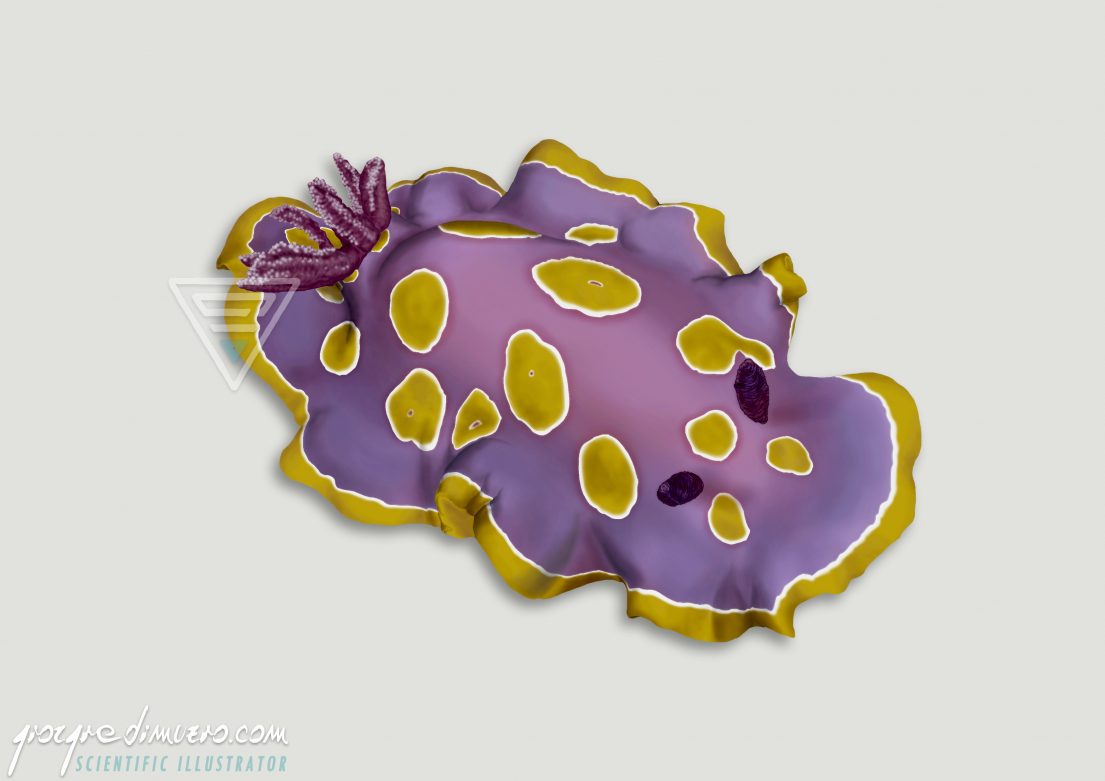 portfolio_sea-slugs_nudibranchs_felimida_luteorosea_scientific_illustration_giorgiadimuzio