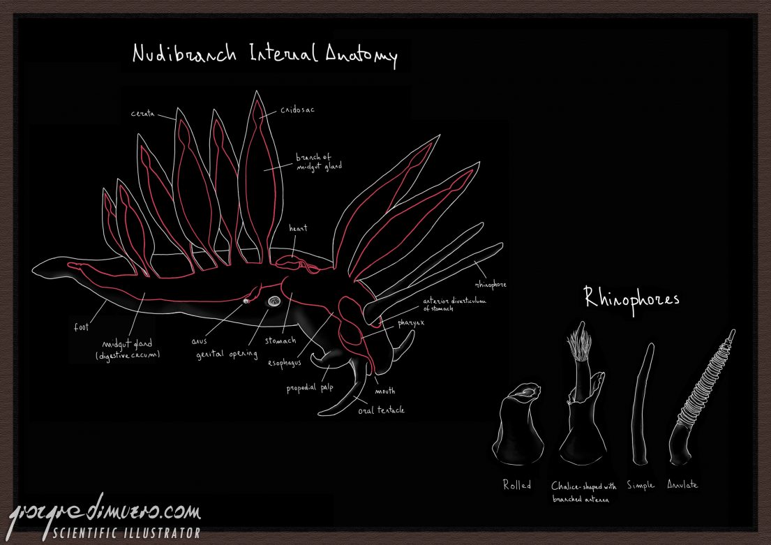 portfolio_sea-slugs_nudibranchs_anatomy_scientific_illustration_giorgiadimuzio