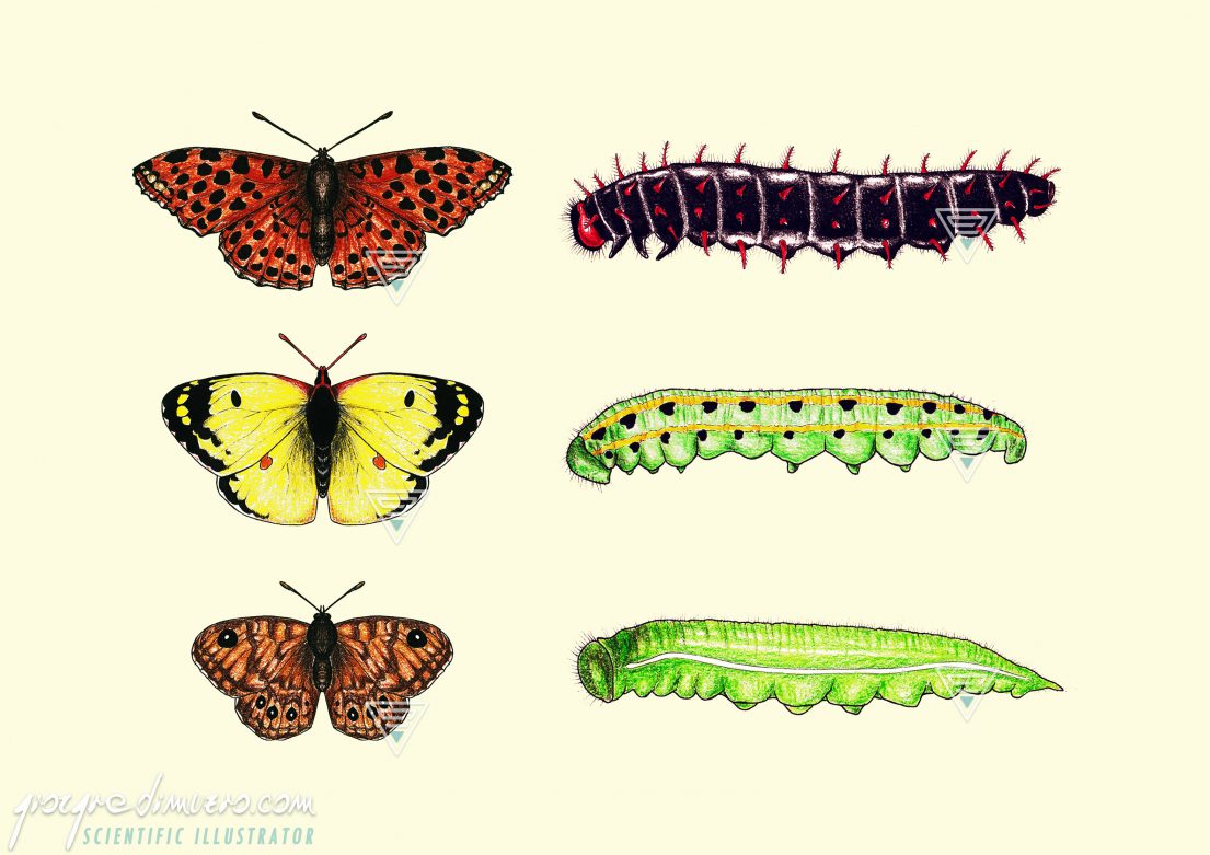 portfolio_butterflies-caterpillars_scientific_illustration_giorgiadimuzio