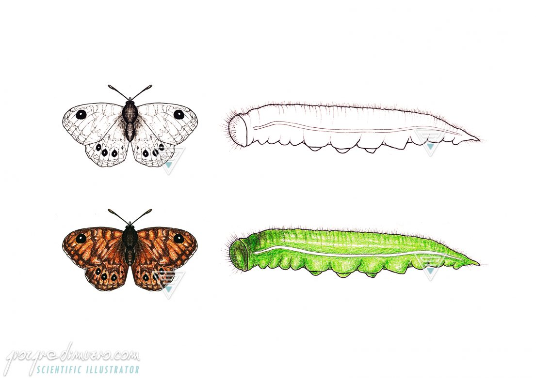 portfolio_butterflies-caterpillars_issoria_lathonia_scientific_illustration_giorgiadimuzio