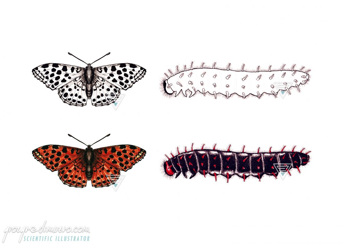 portfolio_butterflies-caterpillars_lasiommata_megera_scientific_illustration_giorgiadimuzio