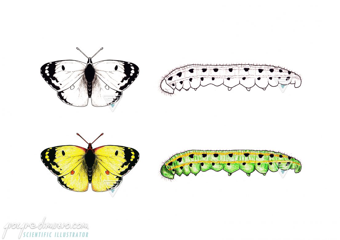 portfolio_butterflies-caterpillars_colias_alfacariensis_scientific_illustration_giorgiadimuzio