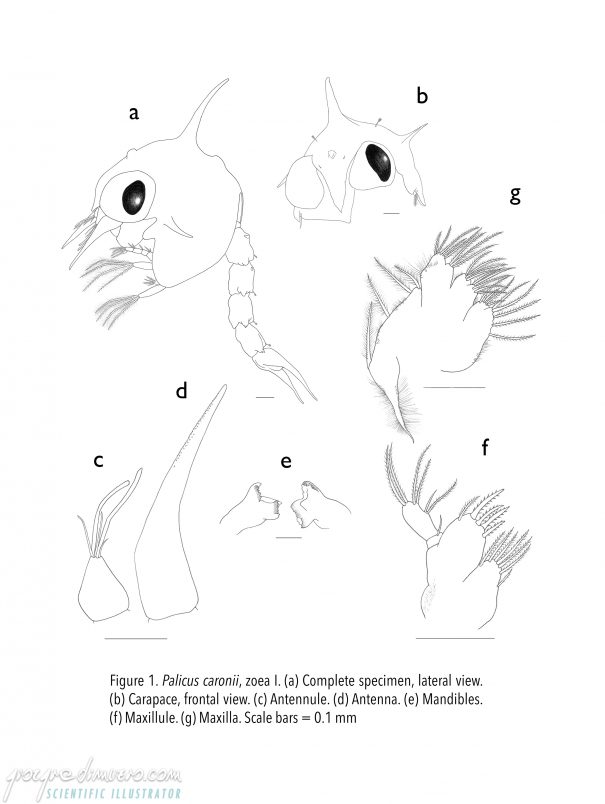 portfolio_crustacean-larvae_palicus_caronii_zoea_crustacean_larva_scientific_illustration_giorgiadimuzio_03