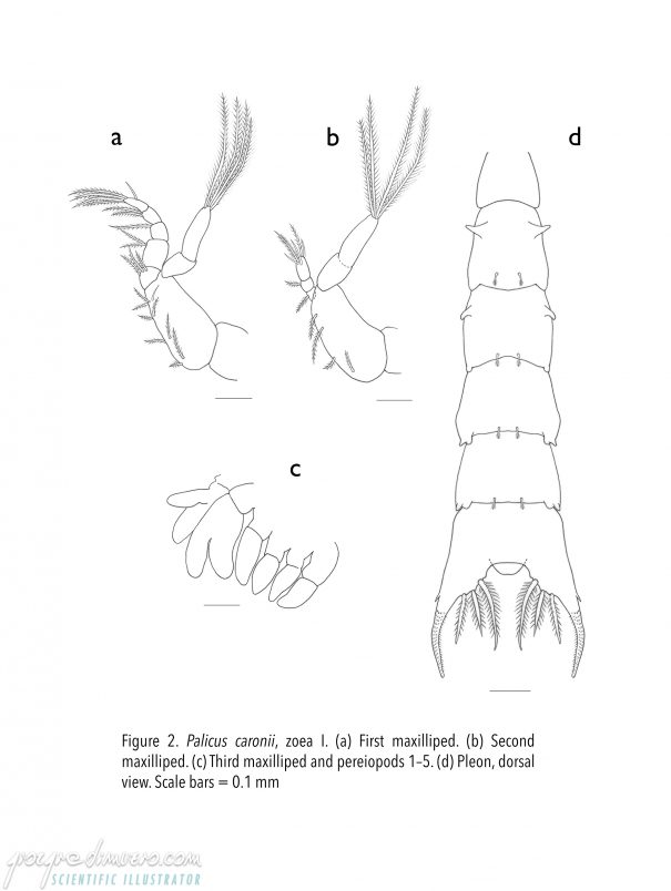 portfolio_crustacean-larvae_palicus_caronii_zoea_crustacean_larva_scientific_illustration_giorgiadimuzio_04