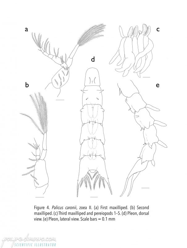 portfolio_crustacean-larvae_palicus_caronii_zoea_crustacean_larva_scientific_illustration_giorgiadimuzio_06