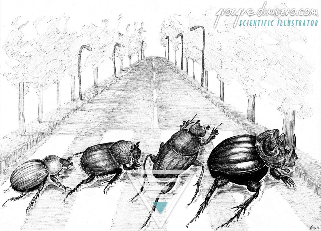portfolio_thesis-covers_dung_beetles_scientific_illustration_giorgiadimuzio_02