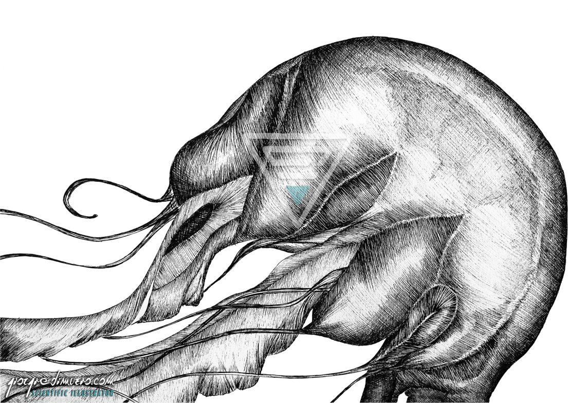 portfolio_traditional-art_jellyfish_fishbone_scientific_illustration_giorgiadimuzio_02