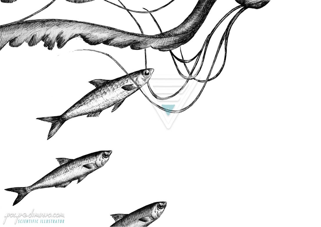 portfolio_traditional-art_jellyfish_fishbone_scientific_illustration_giorgiadimuzio_04
