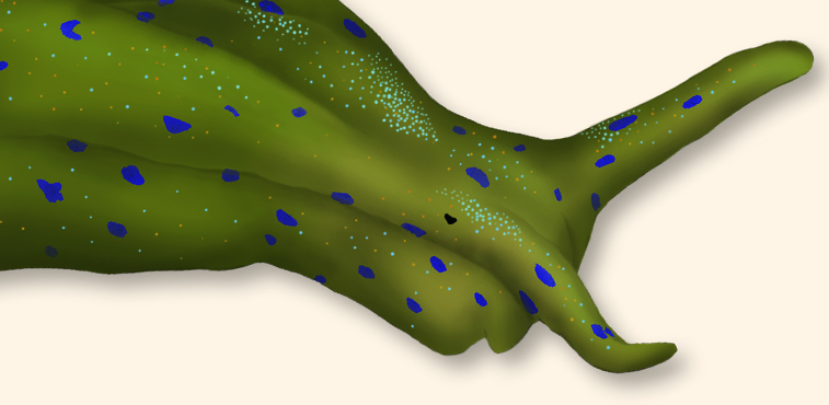home_sea-slugs_nudibranchs_elysia_viridis_scientific_illustration_giorgiadimuzio