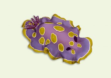 home_sea-slugs_nudibranchs_felimida_luteorosea_scientific_illustration_giorgiadimuzio