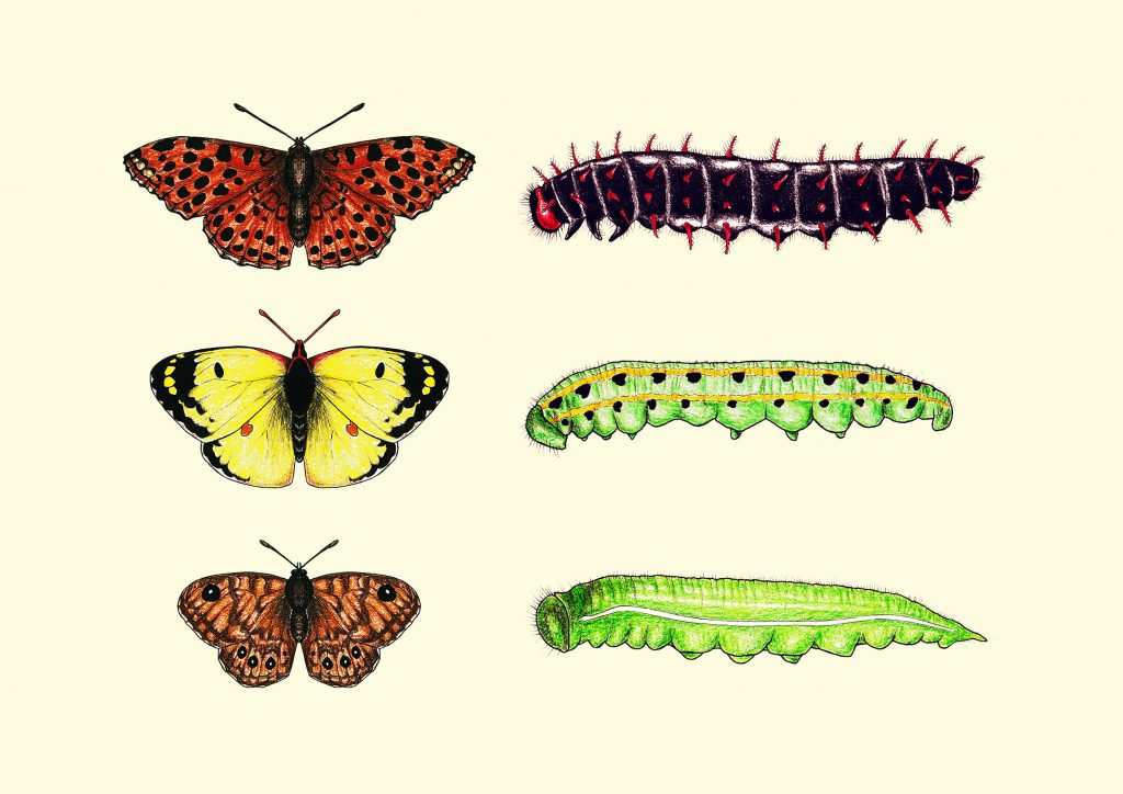 home_butterflies-caterpillars_scientific_illustration_giorgiadimuzio