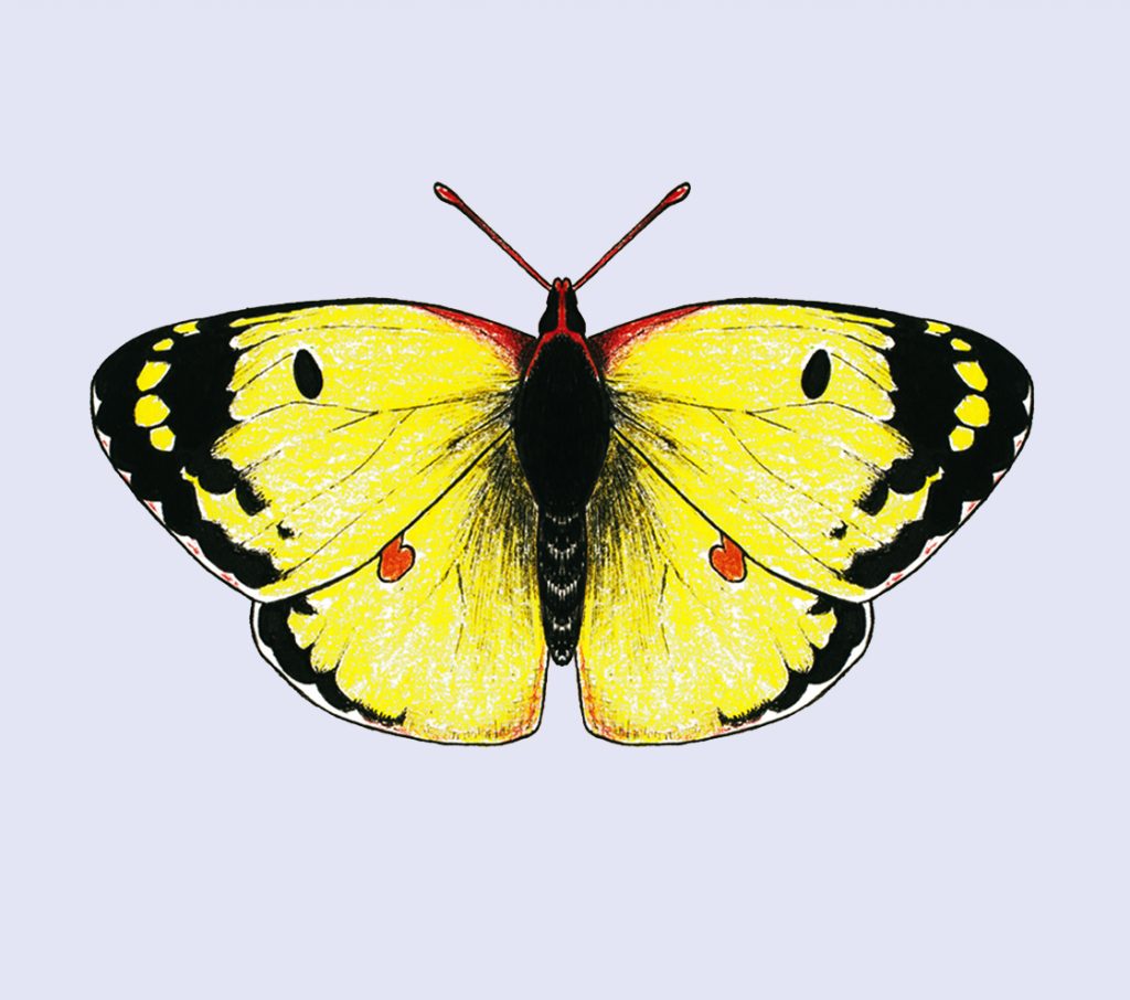 home_butterflies-caterpillars_scientific_illustration_giorgiadimuzio