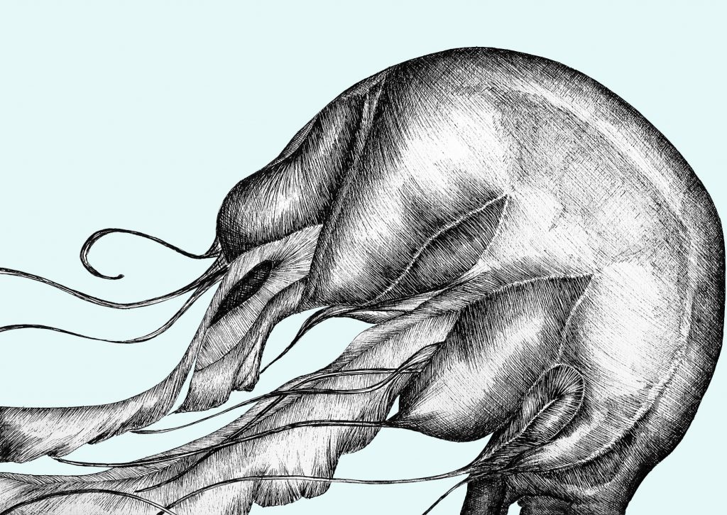 portfolio_traditional-art_jellyfish_fishbone_art_scientific_illustration_giorgiadimuzio