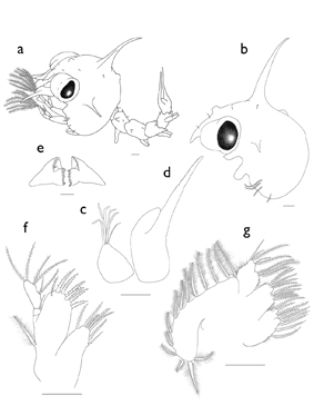 about_palicus_caronii_zoea_crustacean_larva_scientific_illustration_giorgiadimuzio