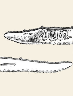 about_anthoplana_antipathellae_polyclad_flatworm_scientific_illustration_giorgiadimuzio